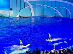 -海合安青岛极地海洋公园