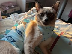 -纳吉亚猫专科动物诊疗中心(蒋宅口分院)