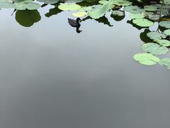 -前关湿地公园