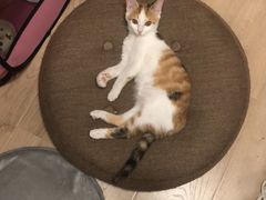 -芭比堂宠物医院·全科爱猫医院·仁德分院