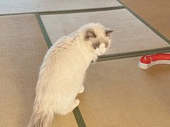 -猫在这儿猫咪咖啡馆·撸猫馆