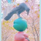 攻略 | 静安区0元不排队赏樱🌸保姆级指南建议收藏