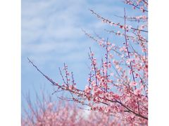 -张坝桂圆林公园