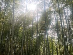 -宁波浙东大竹海景区