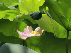 -陈家山荷花公园