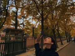 -三里屯东五街银杏大道