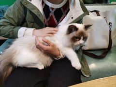 -李小姐の猫咖啡馆(五角场店)