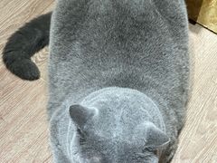 -有猫主题·治愈系猫咖(曾厝垵店)