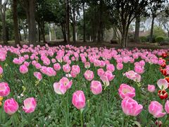 -上海鲜花港