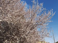 -两河城市森林公园