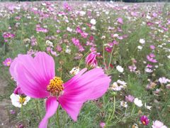 -无锡新湖铂尔曼大酒店