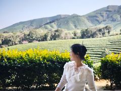 -白茶原·一片叶子