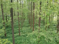 -黄海国家森林公园