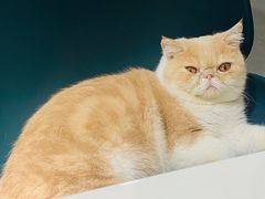 -飞行喵MR PILOT|猫舍·猫咖(静安大融城店)