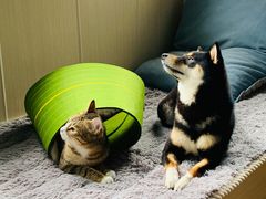 -暖阳宠物医院·犬猫康复中心·骨科