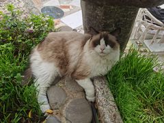 -喵屿·大理花园猫咖