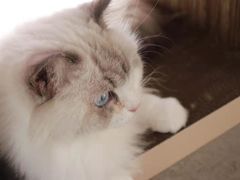 -瞄一喵猫咖(格力海岸店)