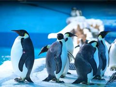 -大连老虎滩海洋公园