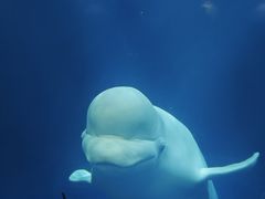 -大连圣亚海洋世界