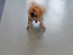 -萌兽医馆·犬猫专科·眼科中心·宠物医院(朝阳门分院)