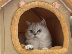 -关爱宠物医院·猫科中心·消化科(滨湖万达分院)