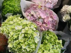 -双季花艺园艺市场(浦东店)