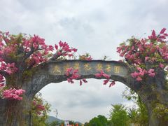 -天适樱花悠乐园