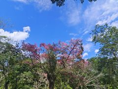 -中国科学院西双版纳热带植物园