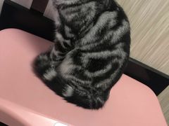 -安安宠医宠物医院·异宠·犬猫内科(岳阳分院)