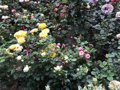 -苏州河梦清园环保主题公园