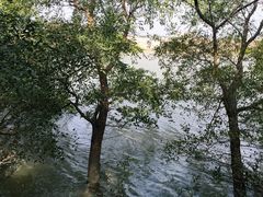 -大湾区中央湿地公园
