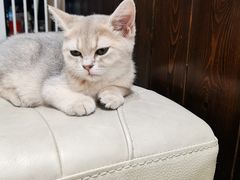 -逗柴咖啡屋·狗咖猫咖宠物桌游