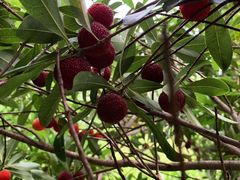 -塘栖枇杷特色园区