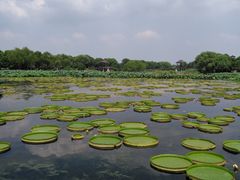 -荷塘月色湿地公园·向阳花洲