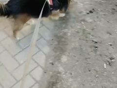 -波姐宠物家庭寄养