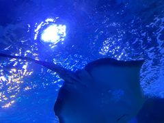 -太平洋海底世界