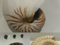 -青岛贝壳博物馆