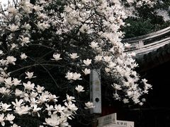 -龙华寺
