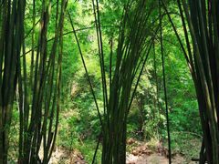 -凤栖山