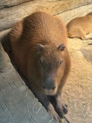 -Zoolung Zoolung动物主题公园(海信广场店)