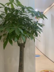 -郑荃丽格医疗美容