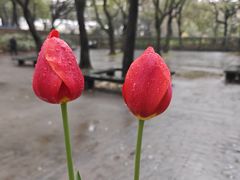 -上海共青森林公园