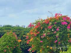 -东莞植物园
