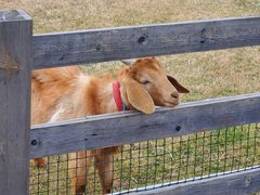 -前小桔亲子创意农场·草莓采摘·露营烧烤