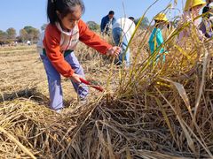 -武汉紫薇都市田园