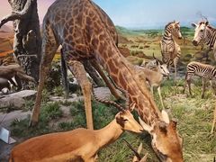 -国家自然博物馆