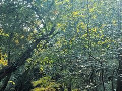 -杭州半山国家森林公园