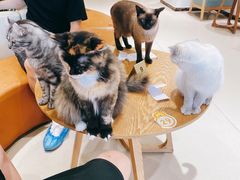 -藏猫猫咖啡主题馆(中央大道店)