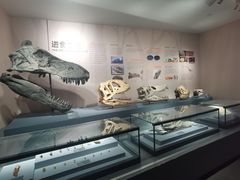 -自贡恐龙博物馆