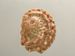 -青岛贝壳博物馆